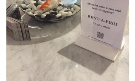 Kỳ lạ: Khách sạn cho thuê cá vàng giúp xoa dịu những tâm hồn cô đơn thuê phòng một mình